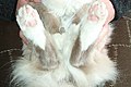 «Носочки» у взрослого кота окраса блю-пойнт
