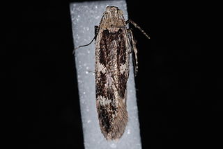 <i>Gelechia dromicella</i> Species of moth