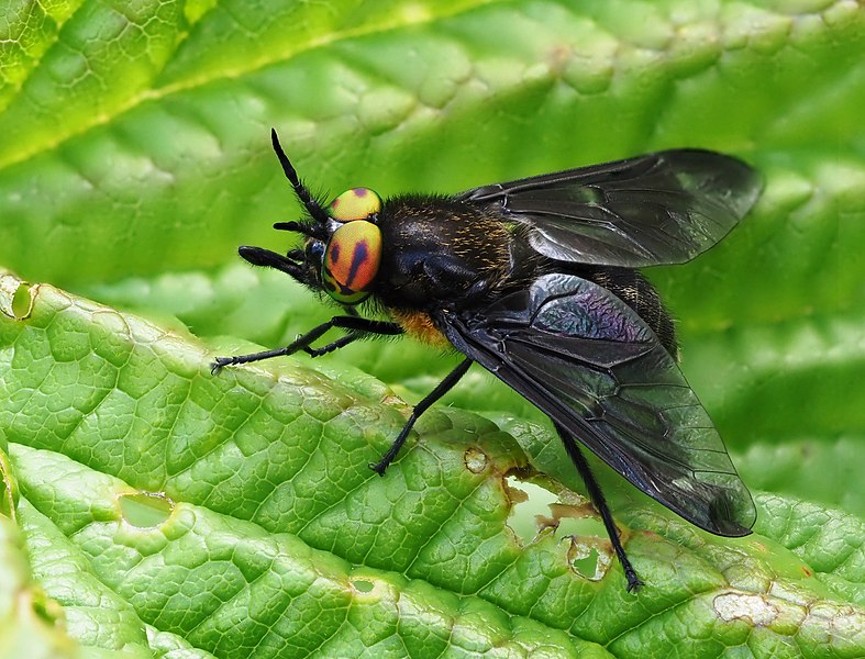 File:Gemeine Blindbremse (Chrysops caecutiens) ♂, Holzwarchetal bei Mürringen, Ostbelgien (50037367278).jpg