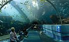 Georgia Aquarium - Ocean Voyager Tunel Jan 2006.jpg