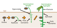 Vignette pour Plantule