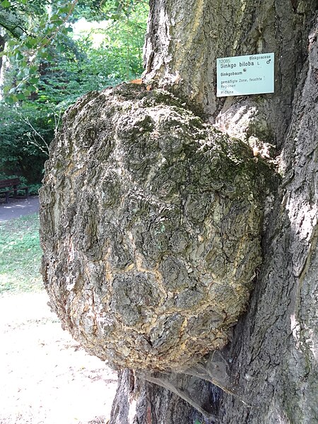 File:Ginkgo biloba im Botanischen Garten Gießen 03.JPG