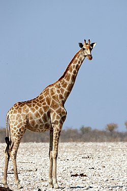 Giraffe (giraffa) near Okaukuejo in Etosha