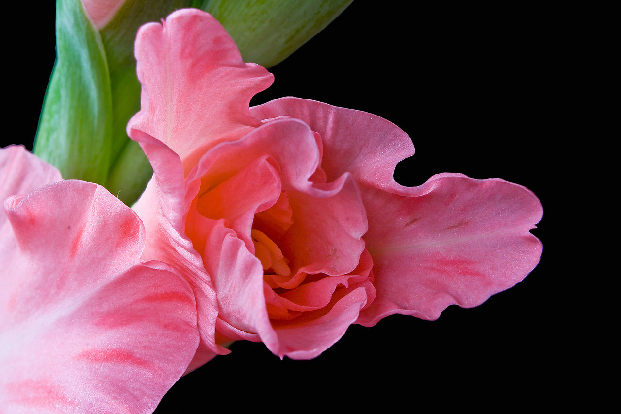 File:Gladioli Bouton Closeup.jpg - Wikimedia Commons