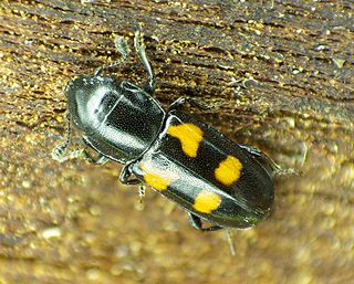 <i>Glischrochilus quadripunctatus</i> Species of beetle
