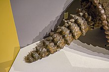 Caudal rings of a glyptodont Glyptodon tail - Cleveland Museum of Natural History (34414489880).jpg