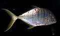 Golden trevally, Gnathanodon speciosus