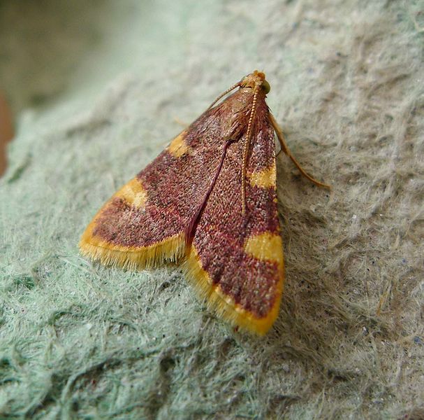 File:Gold Triangle. Hypsopygia costalis - Flickr - gailhampshire.jpg