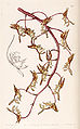 Gongora fulva plate 51 in: Edwards's Bot. Register (Orchidaceae), vol. 25, (1839)