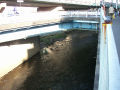 二ヶ領本川に合流するよう改修された五反田川 Gotanda-gawa River