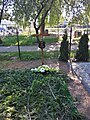 Grób posła Jerzego Wilka na cmentarzu komunalnym Agrykola (czerwiec 2021)