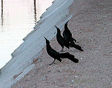 A group of three male great-tailed grackles trying to attract the attention of a receptive female Grackles lekking.jpg