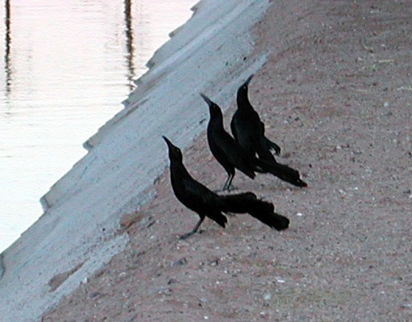 A group of three male great-tailed grackles trying to attract the attention of a receptive female