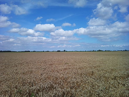 Wheat field near Nieuw-Beerta in the Oldambt