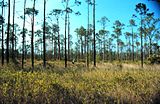 Pinus elliottii , slash pine