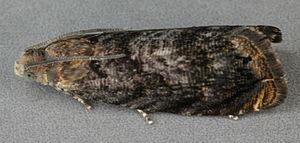 Polilla de la ciruela (Grapholita funebrana)