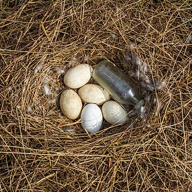 Nest of a greylag goose with glass bottle.