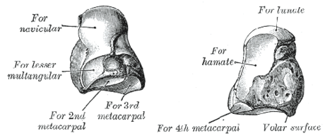 Capitatum