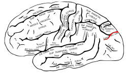 Gray726 trans occipital sulcus.svg