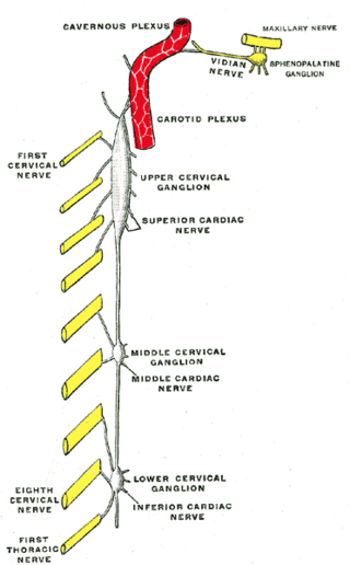 <span class="mw-page-title-main">Superior cardiac nerve</span>