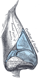 Schéma étiquetant tous les cartilages nasaux dans le nez humain.