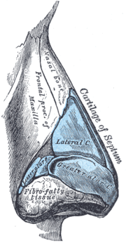 Thumbnail for Lateral nasal cartilage