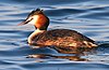 Great-Crested-Grebe cropped.jpg