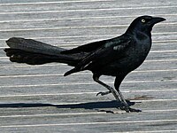Grackle, Great-tailed Quiscalus mexicanus