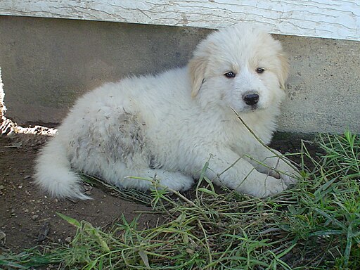 GreatPyrenees-970