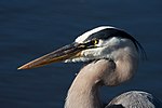 Thumbnail for File:Great Blue Heron 0887.jpg