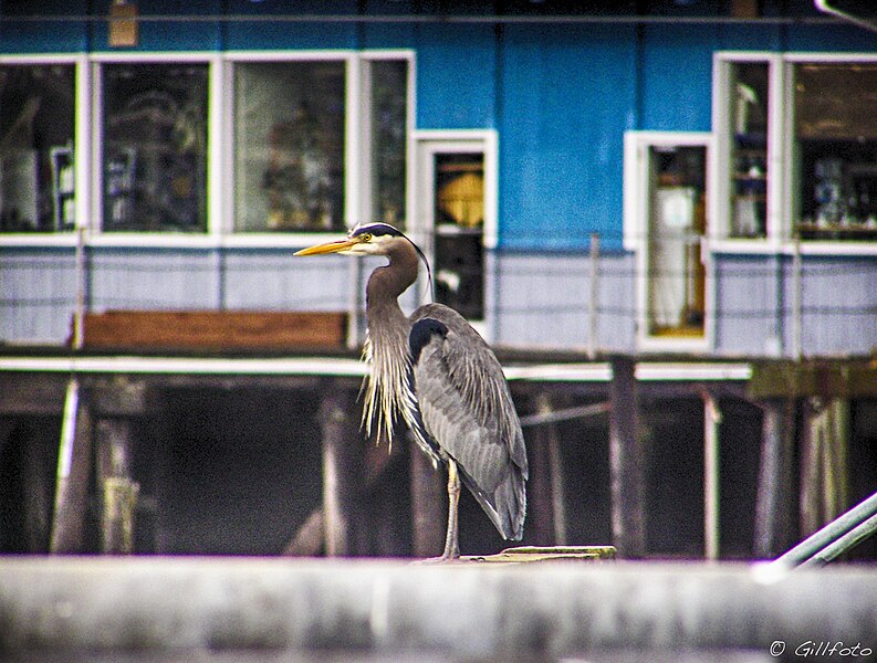 File:Great Blue Heron perched on the wharf Downtown (29715891064).jpg