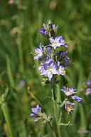 Great polemonium, Purple Lake