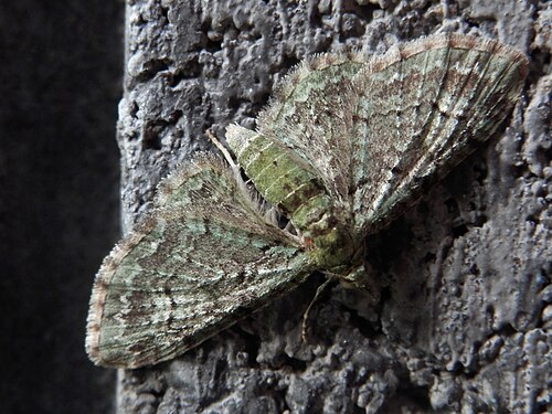 Green Pug (Pasiphila rectangulata)