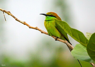 Green bee-eater di Nallagandla Lake.jpg