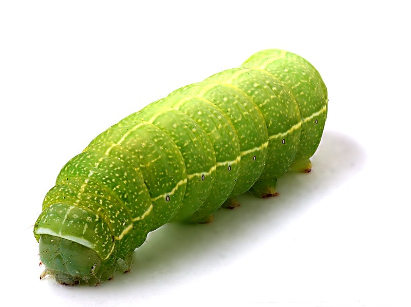 File:Green caterpillar (1).jpg