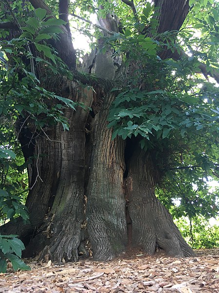 File:Greenwich Park Sweet Chestnut (6).jpg