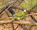 Thumbnail for File:Grey fronted green pigeon(Treron affinis) 4.jpg