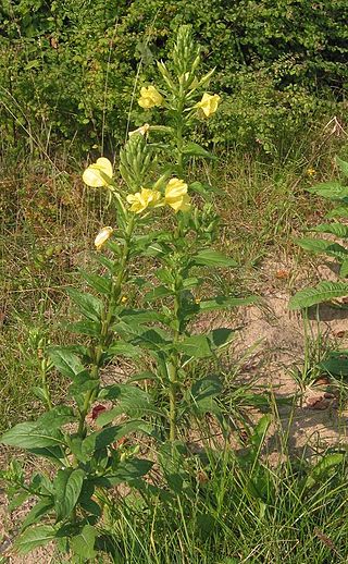 Grote teunisbloem