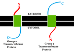 Thumbnail for Membrane topology