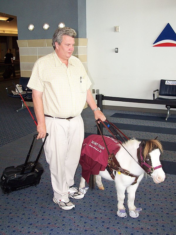 A miniature horse working as a guide animal at the Cincinnati airport.