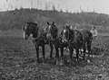 Guy Jones discing soil with horse-drawn disc harrow at Prestlien farm, Silvana, approximately1915 (WASTATE 2796).jpeg