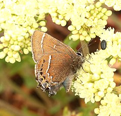 Description de l'image HAIRSTREAK, THICKET (Callophrys spinetorum) (6-28-2018) blaine co, id -04 (41554474110).jpg.