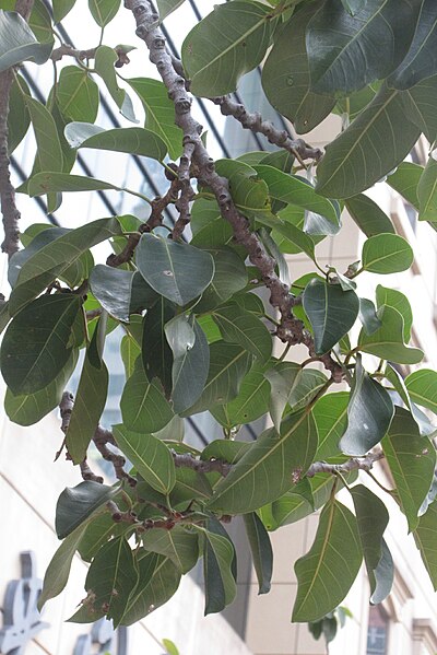 File:HKCL 香港中央圖書館 CWB tree 高山榕 Ficus altissima Oct-2017 IX1 01.jpg