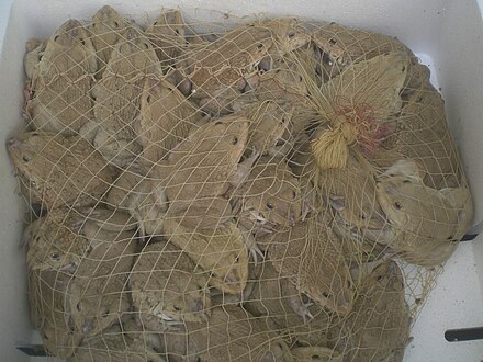 Chinese edible frogs in a net bag