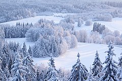 Российский январь. Зимний лес. Зимний лес Россия. Зимний лес сверху. Зимний лес вид сверху.