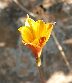 <i>Zephyranthes tubispatha</i> Species of flowering plant