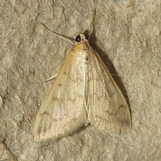 <i>Hahncappsia pergilvalis</i> Species of moth