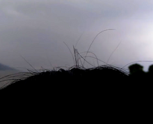 Small hairs standing up after a thunderstorm, as a result of the left over weak static electricity Hairthunderstorm.png