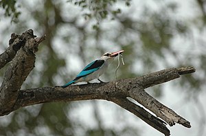 Woodland Kingfisher