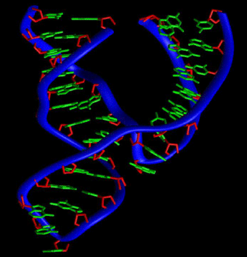 Ribozima